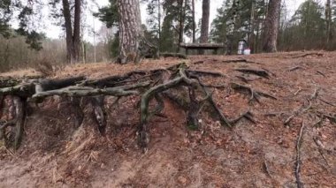 Riga Şehri, Letonya. Geçen senenin yapraklarıyla birlikte ağaç kökleri ve park. 31.01.2020