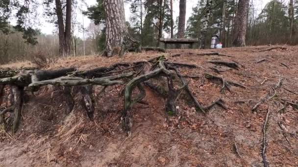 City Riga Latvia Tree Roots Park Leaves Last Year 2020 — Stock Video