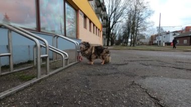 Riga Şehri, Letonya. Küçük köpek mağazada duruyor ve dondu. 04.02.2020