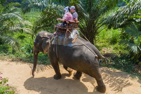 Bangkok şehri, Tayland. Ormandaki insanlar fillerle geziyor. — Stok fotoğraf