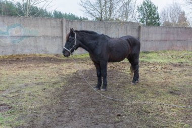 Riga Şehri, Letonya. Yağmurda, at bir zincire bağlıdır. Zarif ve güzel. 22.02.2020
