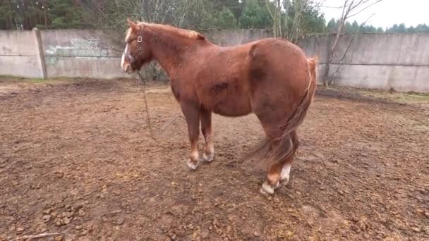 Ville Riga Lettonie Sous Pluie Cheval Est Attaché Une Chaîne — Video