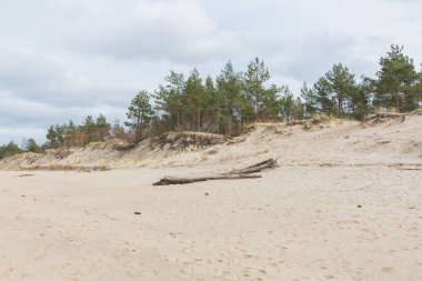 Letonya, Carnikava Şehri. Baltık Denizi kıyısında kum ve ağaçlarla yürüme yeri. 07.03.2020