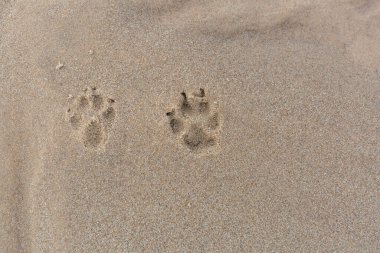 Letonya, Carnikava Şehri. Kum köpeğinin ayak izlerinde. Seyahat fotoğrafı. 07.03.2020