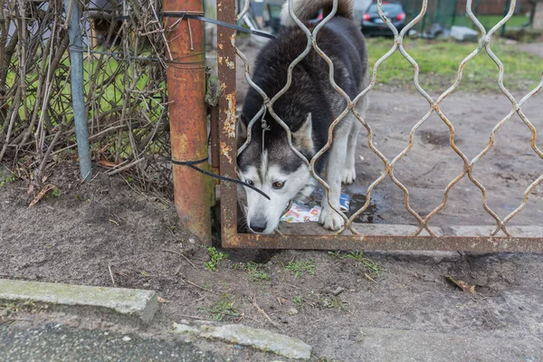 City Riga Latvia Dog Stands Fence Protects House 2020 — Stock Photo, Image