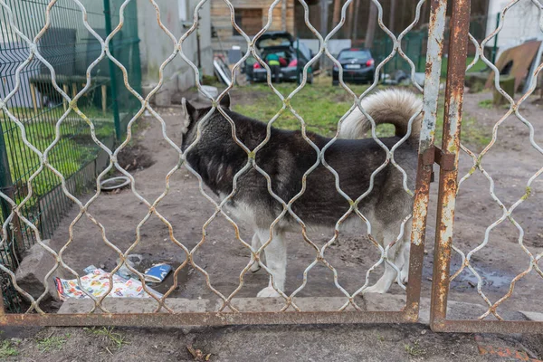 Stad Riga Letland Hond Staat Achter Het Hek Beschermt Het — Stockfoto