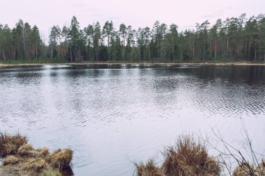 Smiltene Şehri, Letonya. Gölün etrafındaki ağaçlar ve çimenler. Dinlenme yeri 31.03.2020