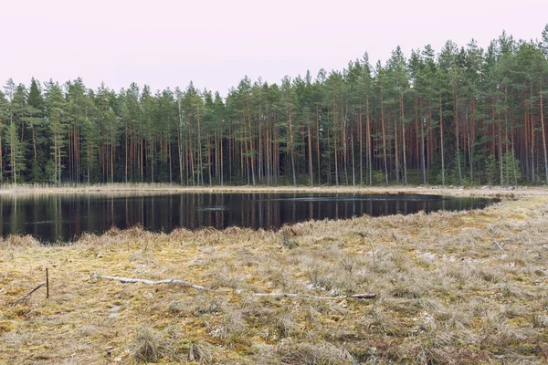 City Smiltene Letónia Árvores Relva Volta Lago Lugar Repouso 2020 — Fotografia de Stock