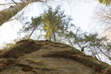 Sigulda şehri, Letonya. Tarihi kum kayalıkları ve ağaçlar. Seyahat fotoğrafı. 04.04.2020