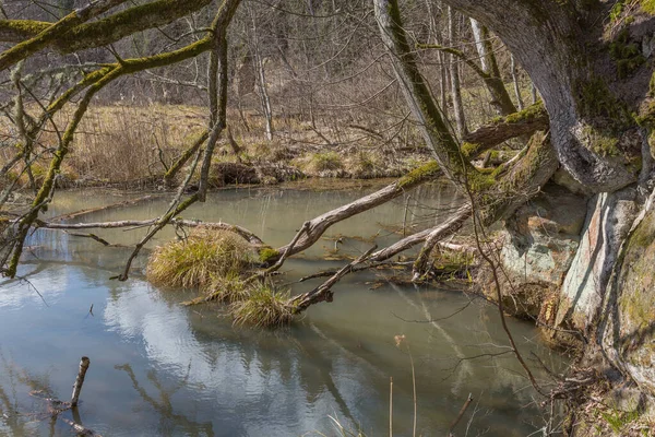 Sigulda Şehri Letonya Yaşlı Ağaçlar Seyahat Fotoğrafı 2020 — Stok fotoğraf