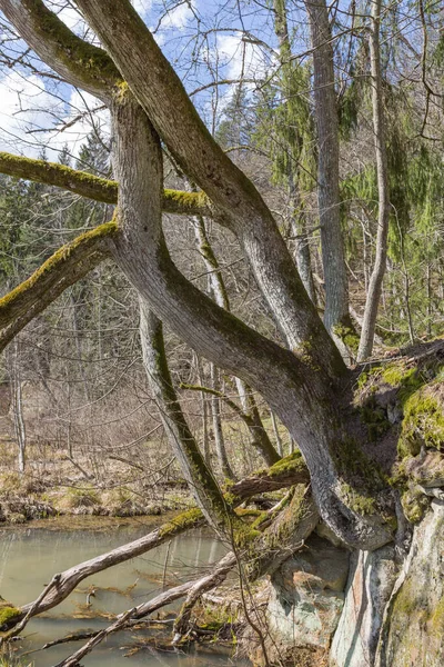 Sigulda Şehri Letonya Yaşlı Ağaçlar Seyahat Fotoğrafı 2020 — Stok fotoğraf