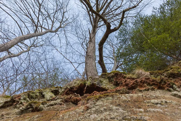 Sigulda Şehri Letonya Tarihi Kum Kayalıkları Ağaçlar Seyahat Fotoğrafı 2020 — Stok fotoğraf