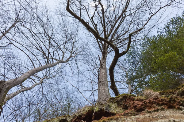 Sigulda Şehri Letonya Tarihi Kum Kayalıkları Ağaçlar Seyahat Fotoğrafı 2020 — Stok fotoğraf
