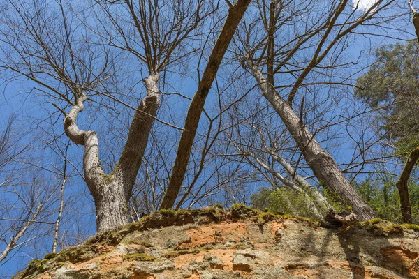 Sigulda Şehri Letonya Tarihi Kum Kayalıkları Ağaçlar Seyahat Fotoğrafı 2020 — Stok fotoğraf