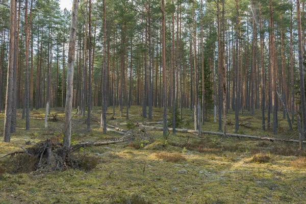 Città Valmiera Lettonia Vecchia Foresta Muschio Foto Viaggio 2020 — Foto Stock