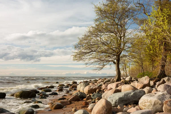 Город Туя Латвия Балтийское Море Скалами Деревьями Путешествия 2020 Лицензионные Стоковые Фото
