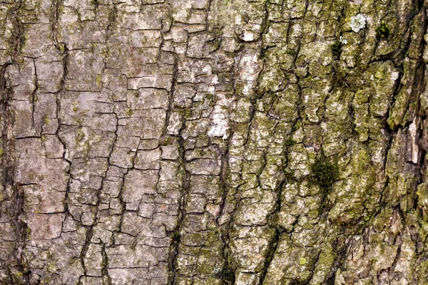 Кора старого дерева. Тло — стокове фото