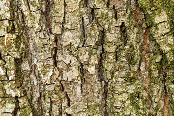 Кора старого дерева. Тло — стокове фото