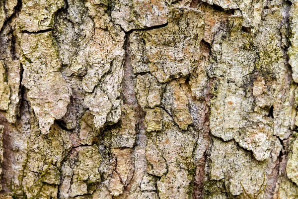 Кора Старого Дерева Тло Крупним Планом — стокове фото