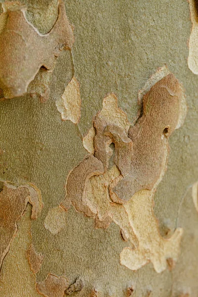 Textura Casca Árvore Sycamore Belo Padrão Casca Close — Fotografia de Stock