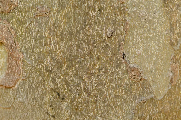 Textura Sycamore Kůra Stromu Krásná Kůra Vzor Detail — Stock fotografie