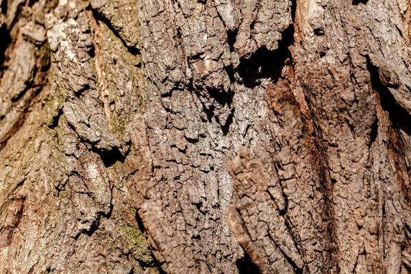 Kůra Stromu Starého Pozadí Detail — Stock fotografie