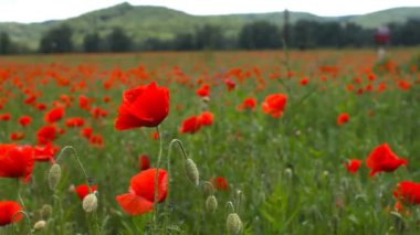 Kırmızı gelincik çiçekleri rüzgarda duyulur