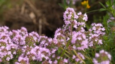 Arı çiçek çiçek pollinating uçar