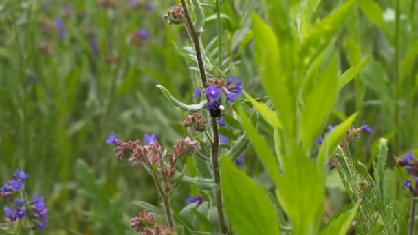 L'abeille vole de fleur en fleur pour la polliniser — Video