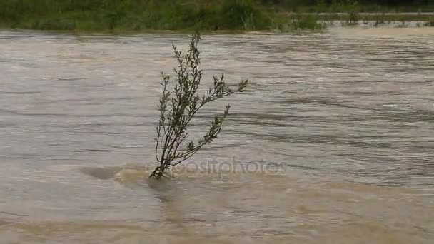 River burst its banks. Muddy water — Stock Video