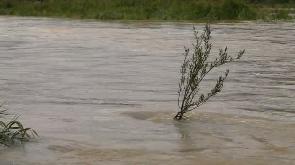 Rivière a éclaté ses rives. Eau boueuse — Video