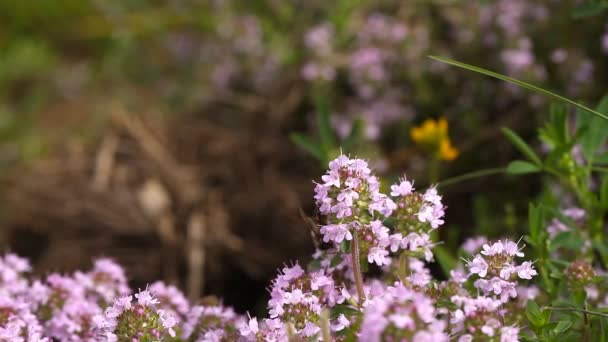 La abeja vuela de flor en flor polinizándola — Vídeos de Stock