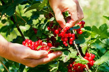 Eller kırmızı kuş üzümü çilek gözyaşı