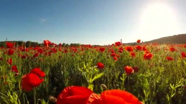 Güzel kırmızı haşhaş yaprakları büyük bir alan üzerinde