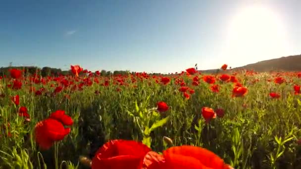 Mooie rode papaver bloemblaadjes op een groot veld — Stockvideo
