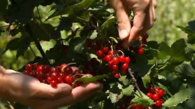 Eller kırmızı kuş üzümü çilek gözyaşı