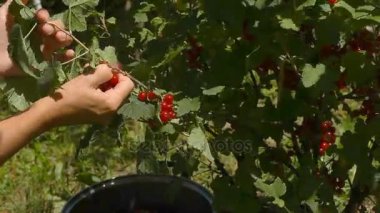 Eller kırmızı kuş üzümü çilek gözyaşı