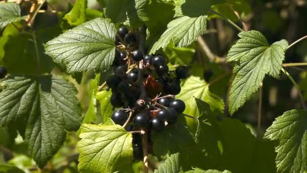 Un mazzo di ribes nero sui cespugli — Video Stock