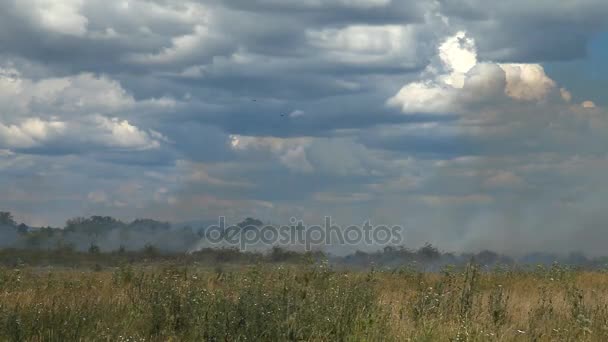 On the agricultural field dry grass burns. — Stock Video