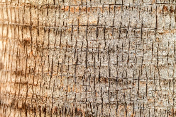 Textura palm stromové kůry. Přírodní pozadí — Stock fotografie