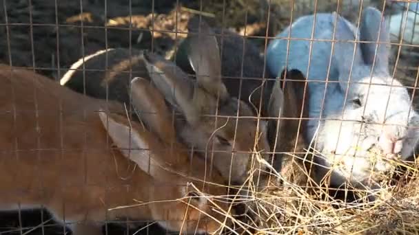 坐在笼子里的兔子吃干草 — 图库视频影像