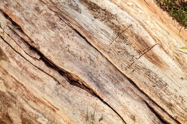 Eski ağaç kabuğu. Arka plan