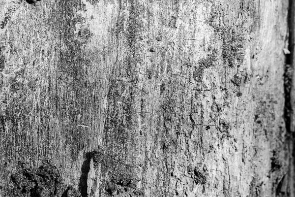 Die Rinde des alten Baumes. Hintergrund — Stockfoto