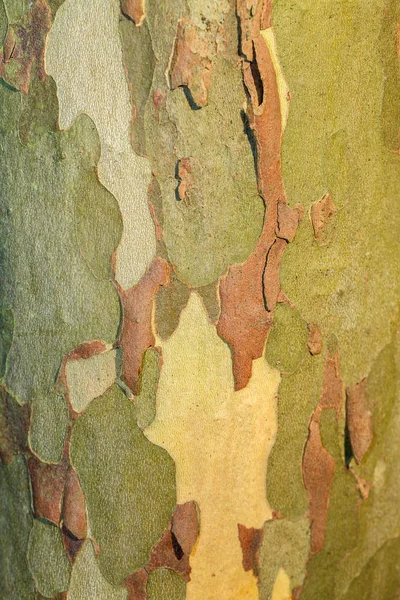 La texture du sycomore de l'écorce d'arbre. Contexte naturel — Photo