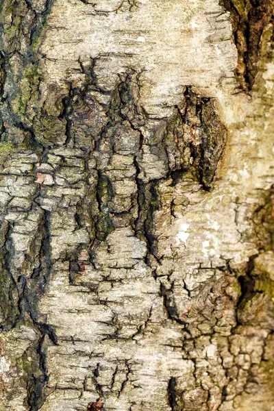 A régi fa kérge. Háttér — Stock Fotó