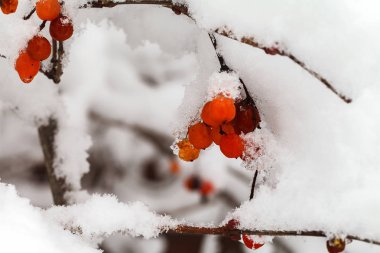 Dalları ile kırmızı kartopu meyvelerini karla kaplı