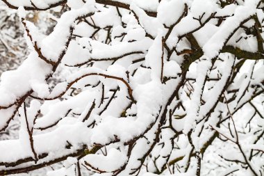 Karda ağaçların dalları.