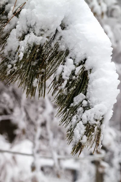 Ramas de árboles en la nieve. — Foto de Stock