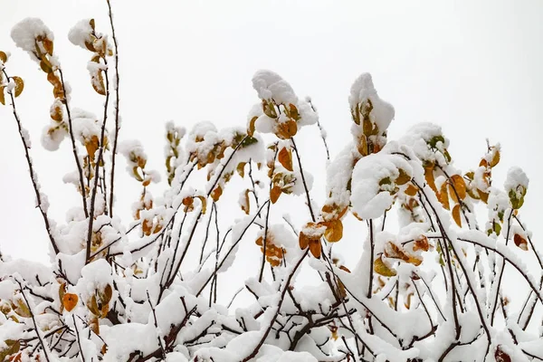 雪の中の木の枝. — ストック写真