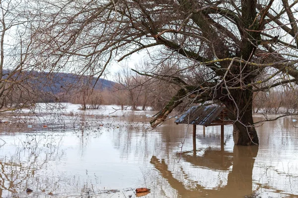 Rivier Stortregens Kwam Uit Banken Overstroming Van Rivier Bomen Overstroming — Stockfoto